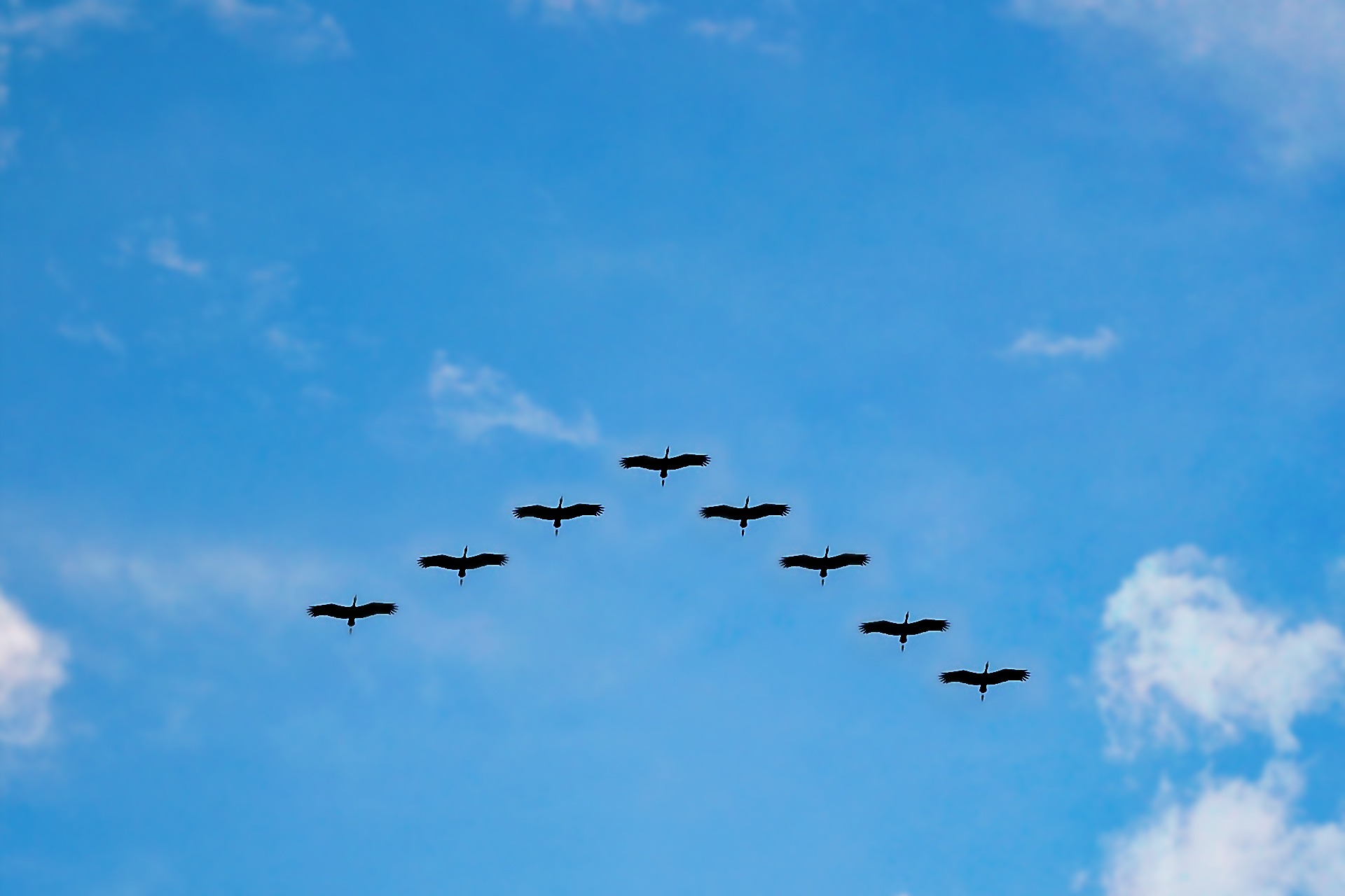 Birds flying in formation, from
              https://www.pexels.com/photo/v-formation-of-bird-during-daytime-62667/,
              License CC0